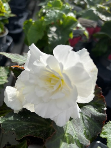 Six white hardy begonia - six,
