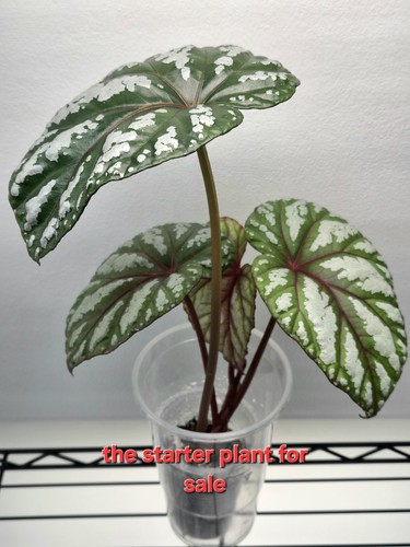 Rare begonia plant - begonia, handelii