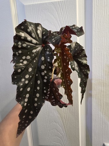 Begonia black forest - forest, in