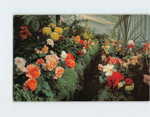 Postcard tuberous fibrous - tuberous, and