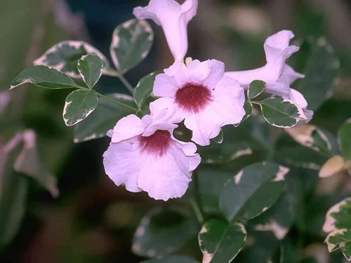 Flower trailing begonia