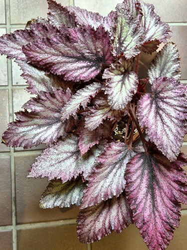 Begonia talking bird - 'ds-talking, bird'