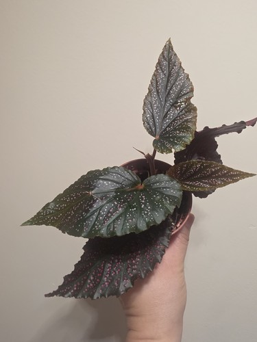 Begonia benigo pink dark - pink,