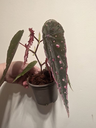 Begonia hybrid nothombaramesis - begonia,