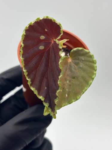 Begonia darthvaderiana - begonia,