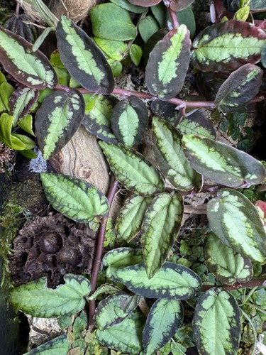 Pellonia repens cutting - pellonia,