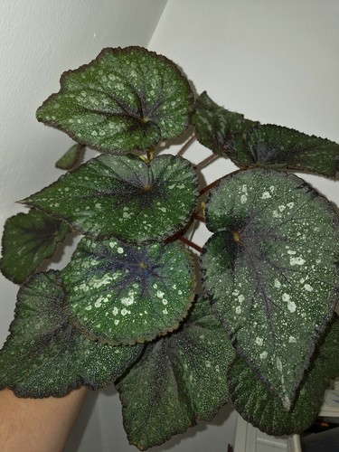 Baby begonia rex morning - baby,