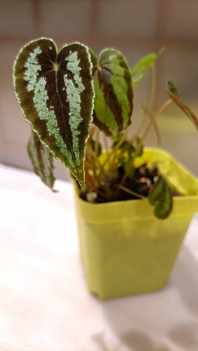 Begonia dnhdui indoor tropical