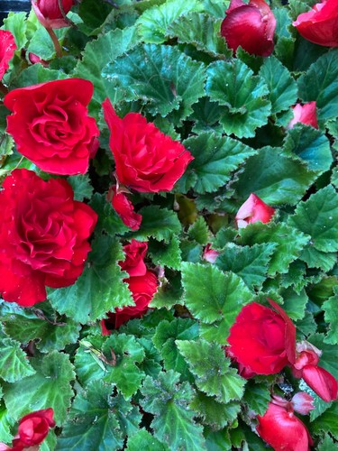 Ten red trailing - hardy, begonia