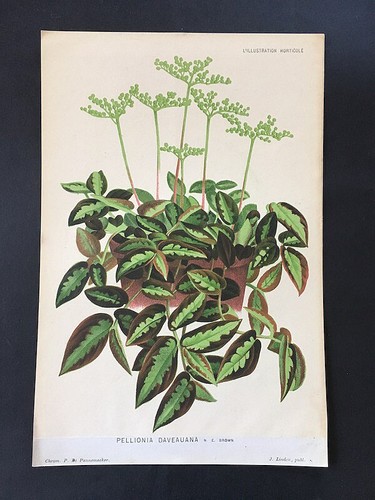 Original 19th century antique - original,
