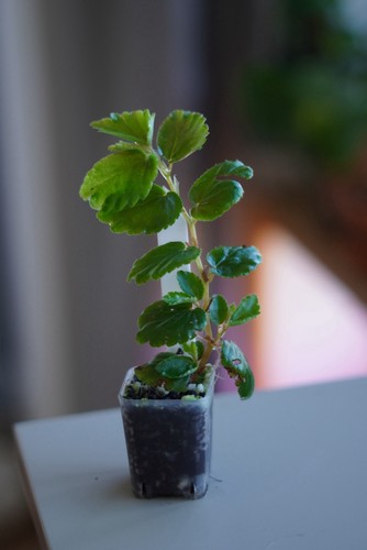 Begonia foliosa var miniata - foliosa, var.