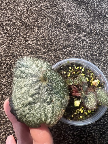 Beautiful begonia super - beautiful,