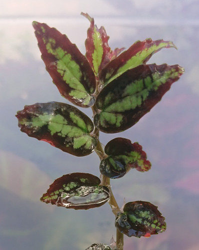 Pellionia repens watermelon - pellionia,