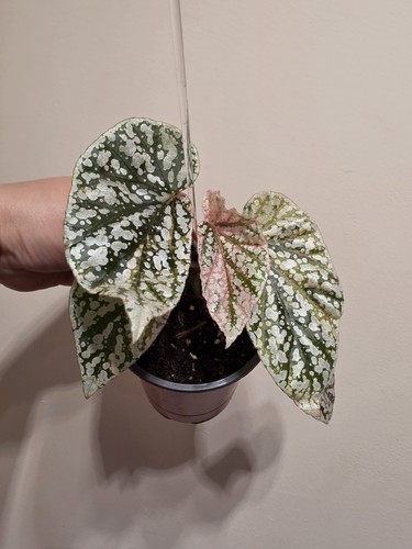 Begonia snow capped pink - begonia,