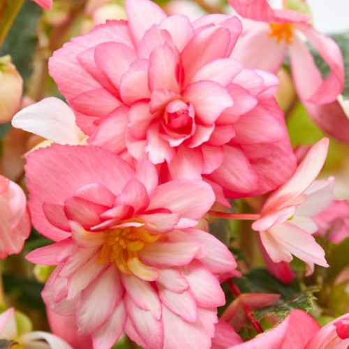 Begonia chanson flamingo - 'chanson, flamingo'