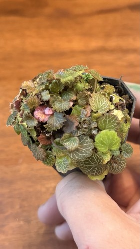 Micro strawberry begonia - micro,