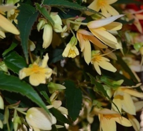 Begonia boliviensis - begonia,