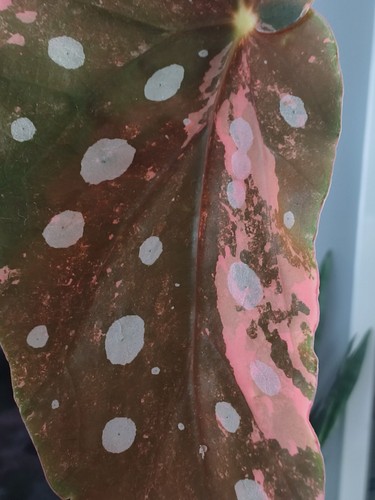 Rare begonia maculata - rare, pink