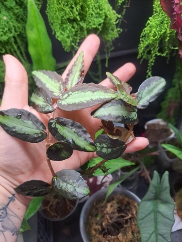 Trailing watermelon - 🩵💜trailing,
