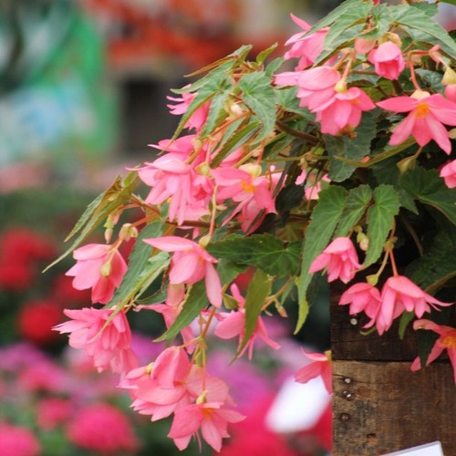 Trailing begonia funky pink - trailing, 'funky