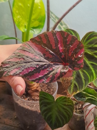 Begonia - 🩷🤎,