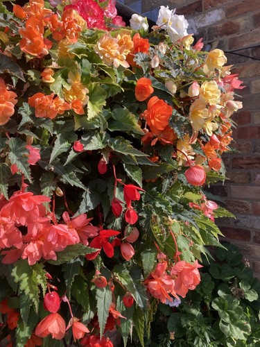 Ten red trailing - ten, begonia