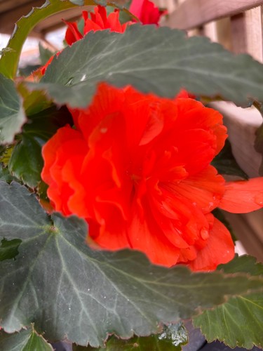 Six hardy trailing - hardy, orange
