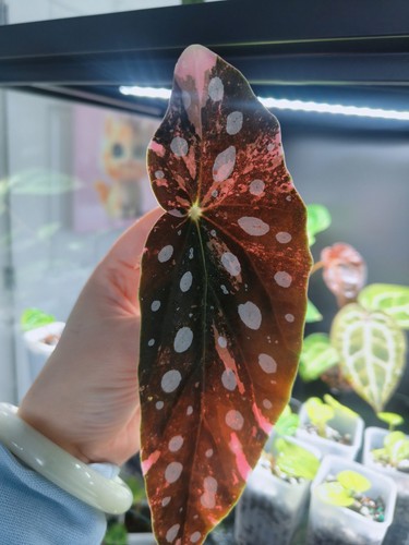 Rare begonia maculata pink - rare,