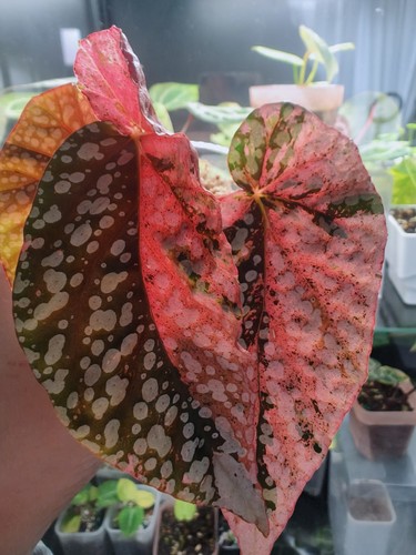Begonia snow capped pink - snow,