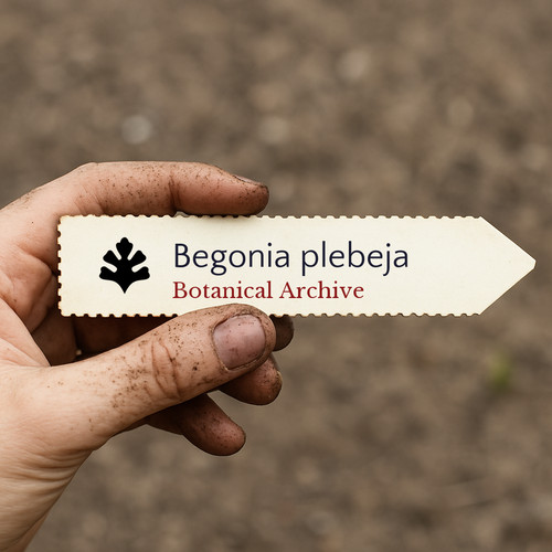 Begonia plebeja 1000 seeds - |,