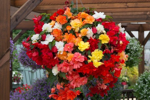 Begonia trailing - begonia,