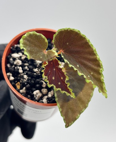 Begonia darthvaderiana - begonia,