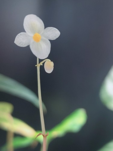 Begonia curtisii galaxy with - 'galaxy',