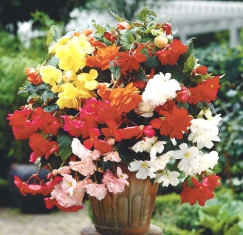 Trailing begonia illumination - begonia,