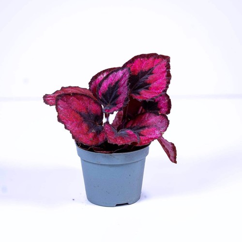 Begonia rex red heart - red,