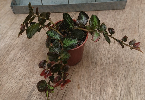 Pellionia repens watermelon - pellionia, repens|