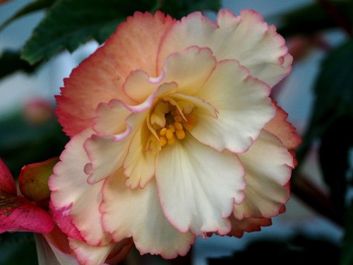 Photo 6x4 trailing begonia - 6x4,