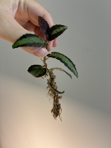 Pellionia repens procris - repens,