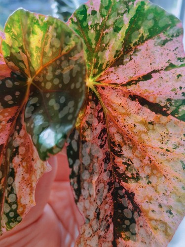 Begonia snow capped - begonia,