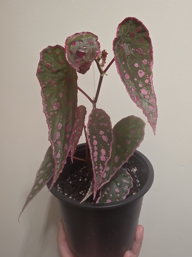Rare begonia hybrid - begonia,