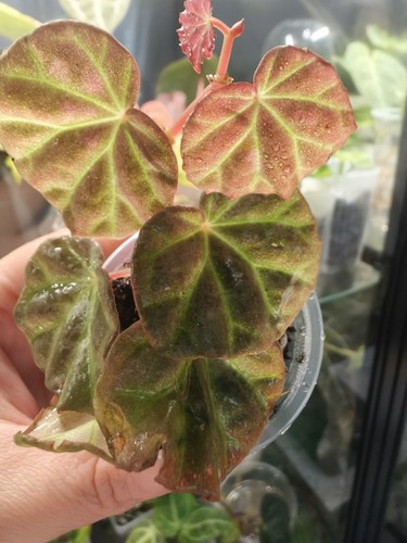 Begonia sarawak - begonia, sp.
