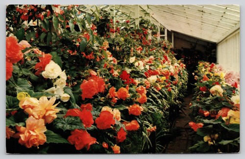 Butchart gardens tuberous - gardens,