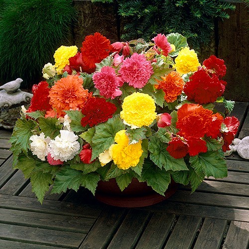 Begonia tubers summer - tubers,