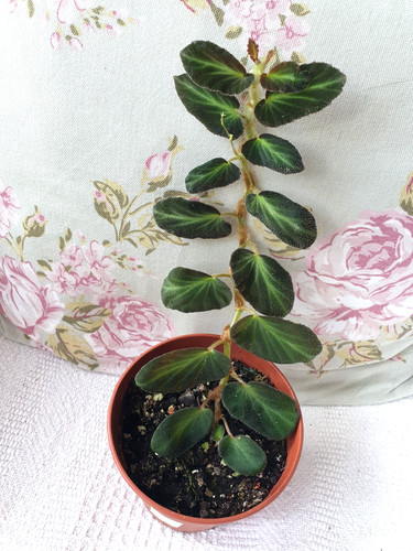 Begonia thelmae established - thelmae,