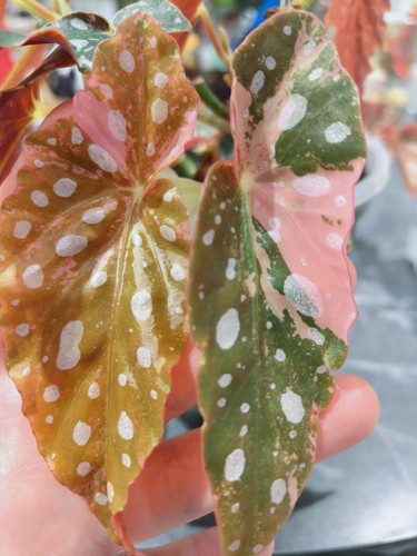 Rare begonia maculata pink - begonia,