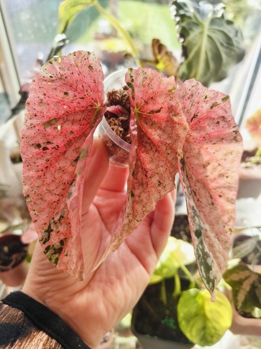 Begonia snow capped pink - begonia,