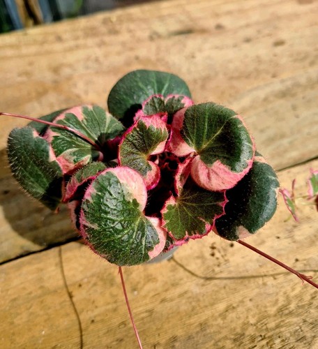 Saxifraga stolonifera - saxifraga,