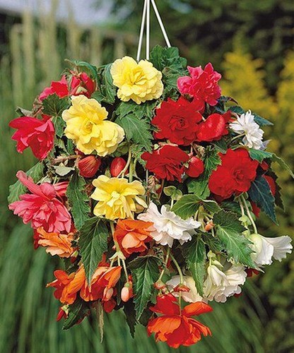 Begonia pendula mixed - begonia,