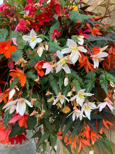 Six white trailing begonia - six,