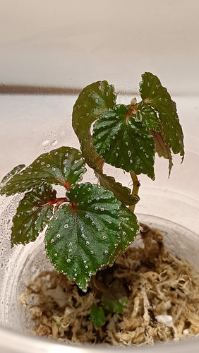 Begonia saripoi young plant